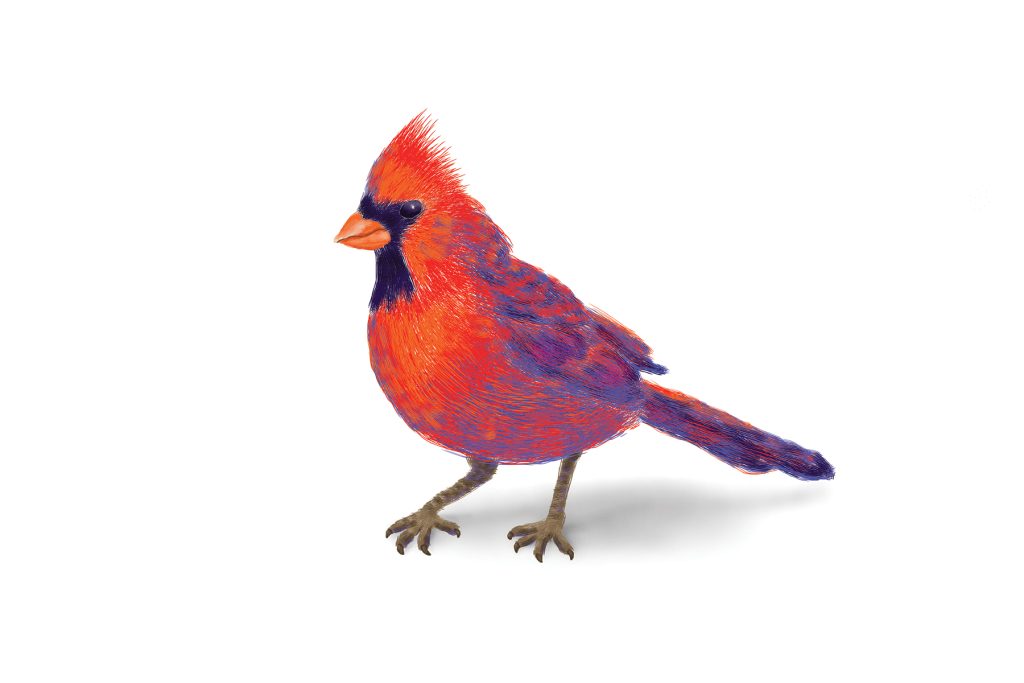Digital Art Cardinal